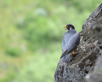 Photo of peregrine falcon
